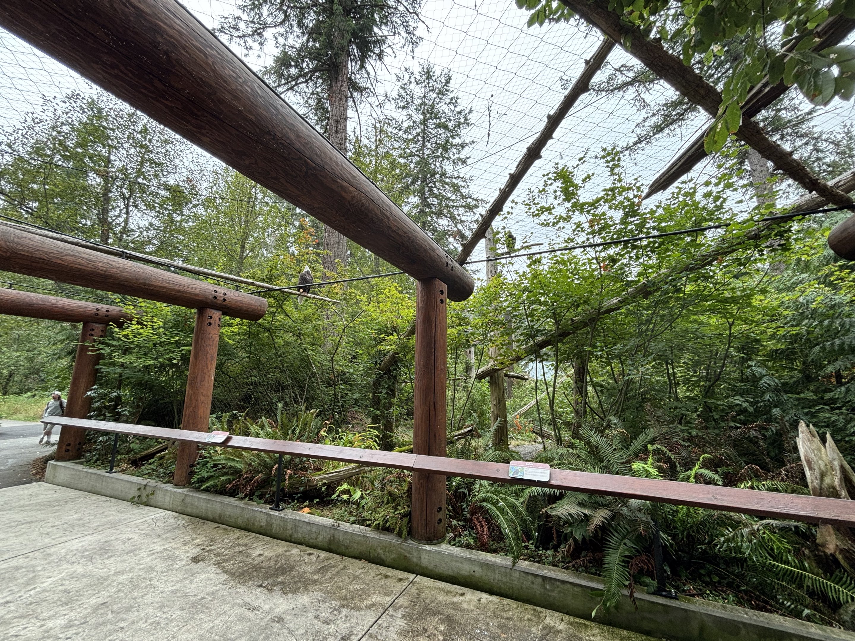 Bald Eagle Aviary - contains 4 birds