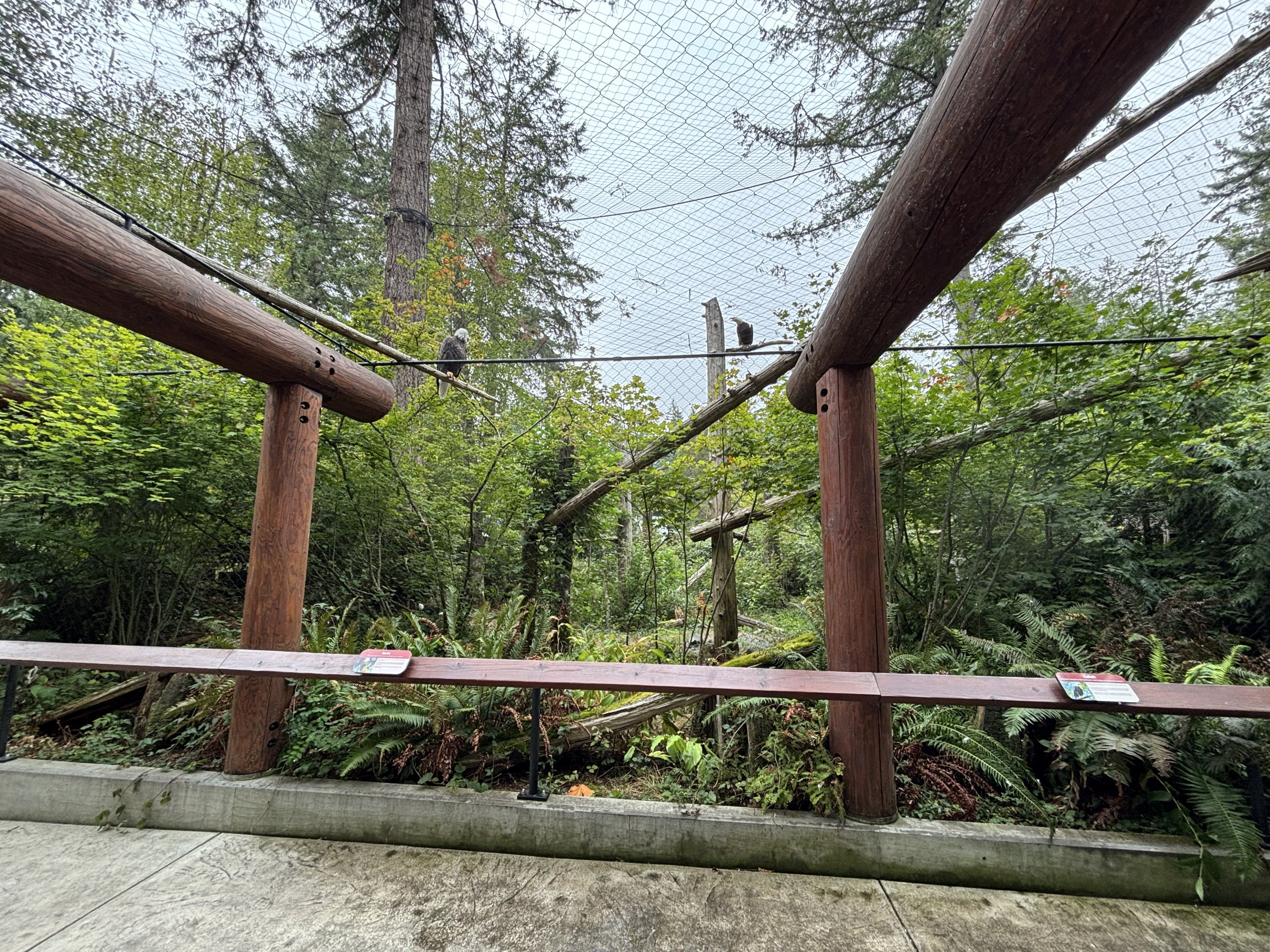 Bald Eagle Aviary - contains 4 birds