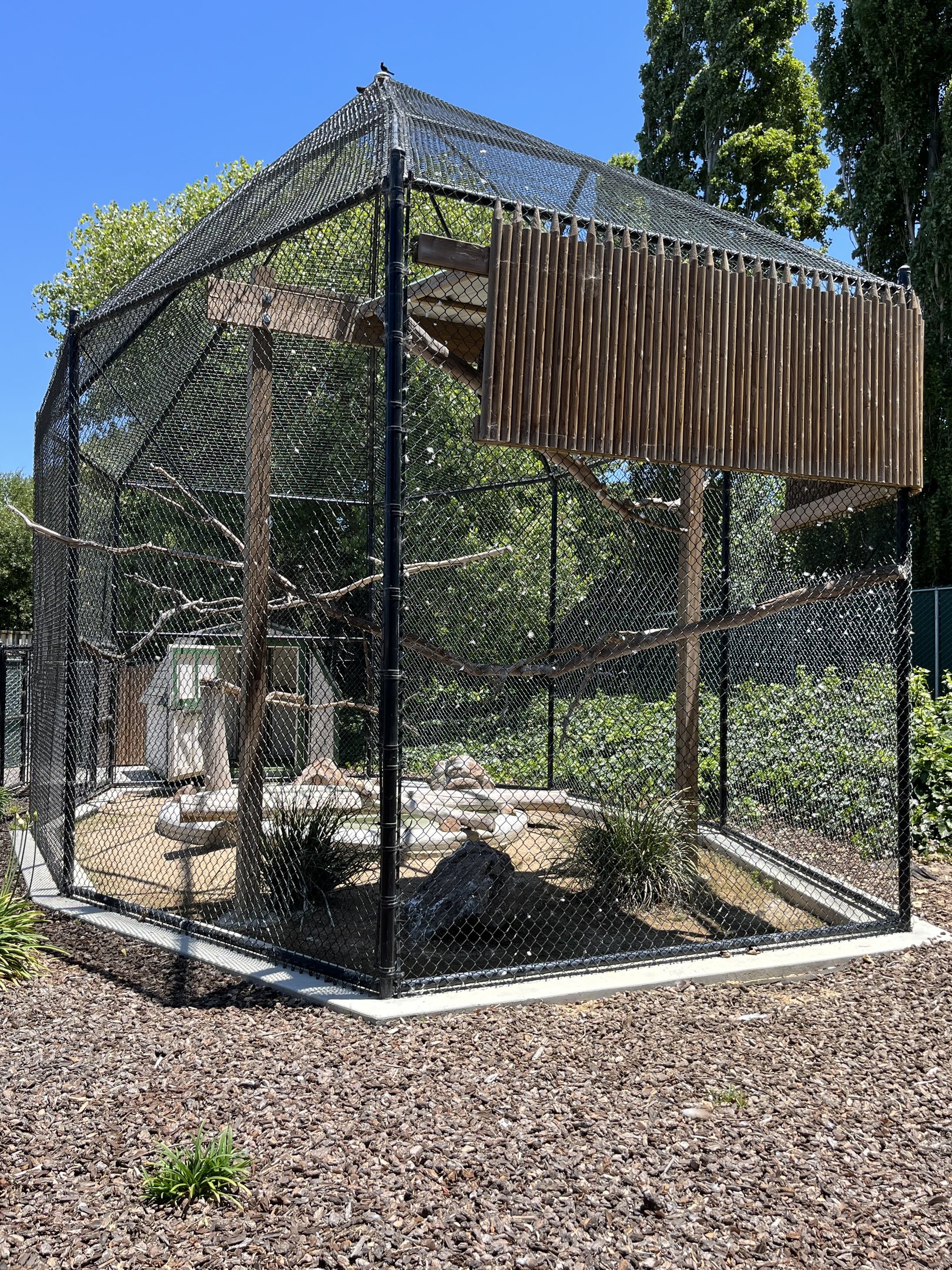 Bald Eagle Aviary - New