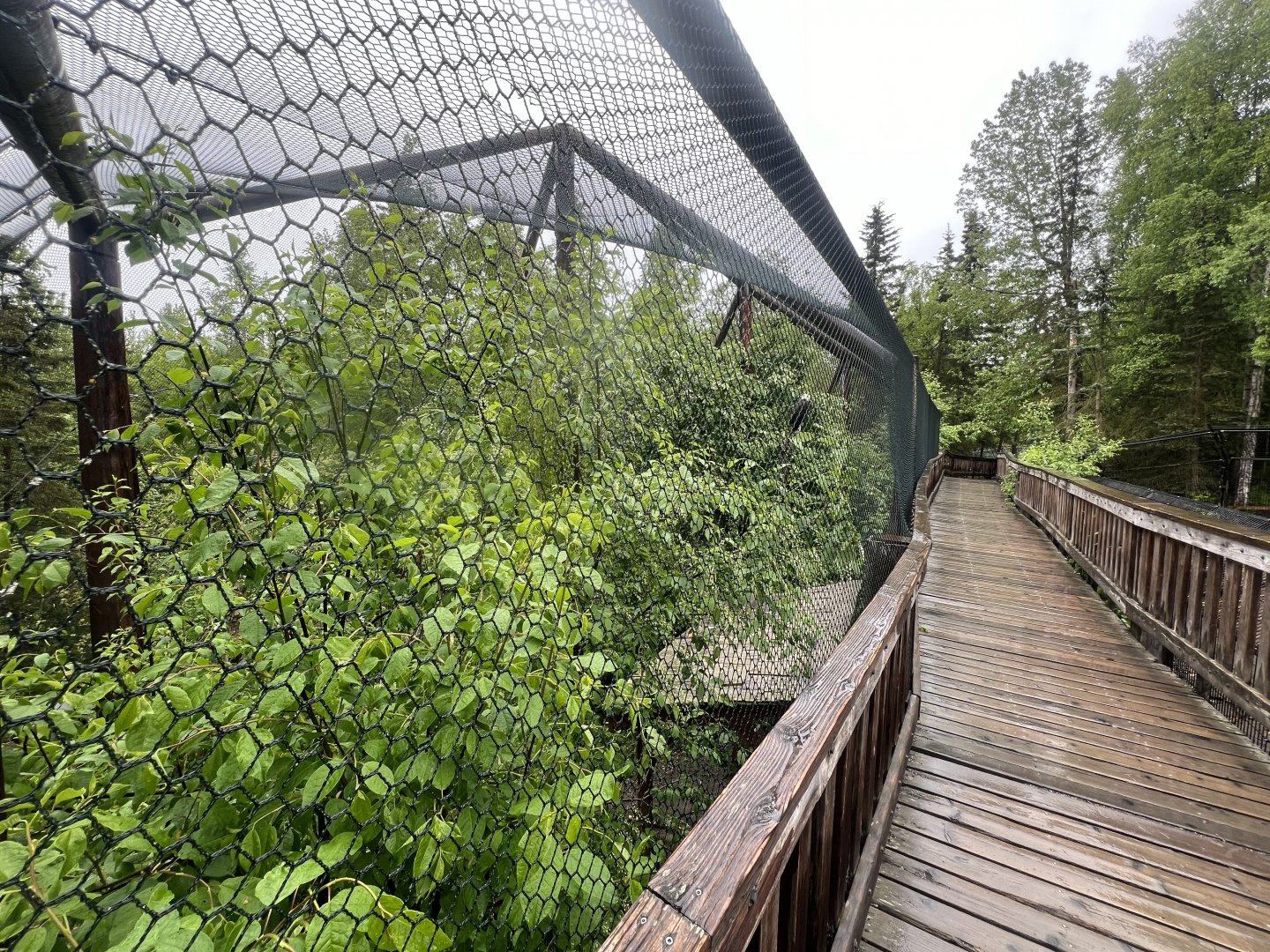 Bald Eagle Aviary Tree Top Level