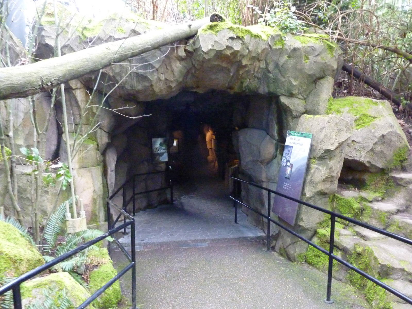 Bald Eagle Aviary - Underwater Viewing
