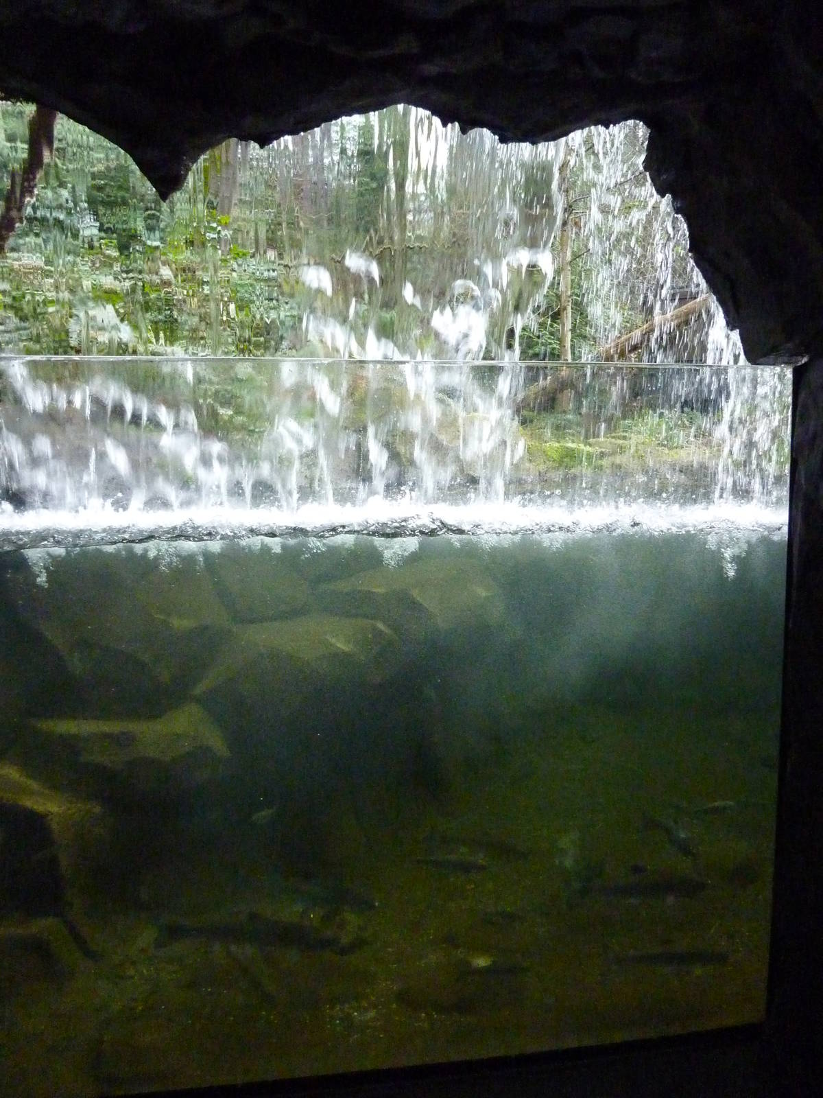 Bald Eagle Aviary - Underwater Viewing