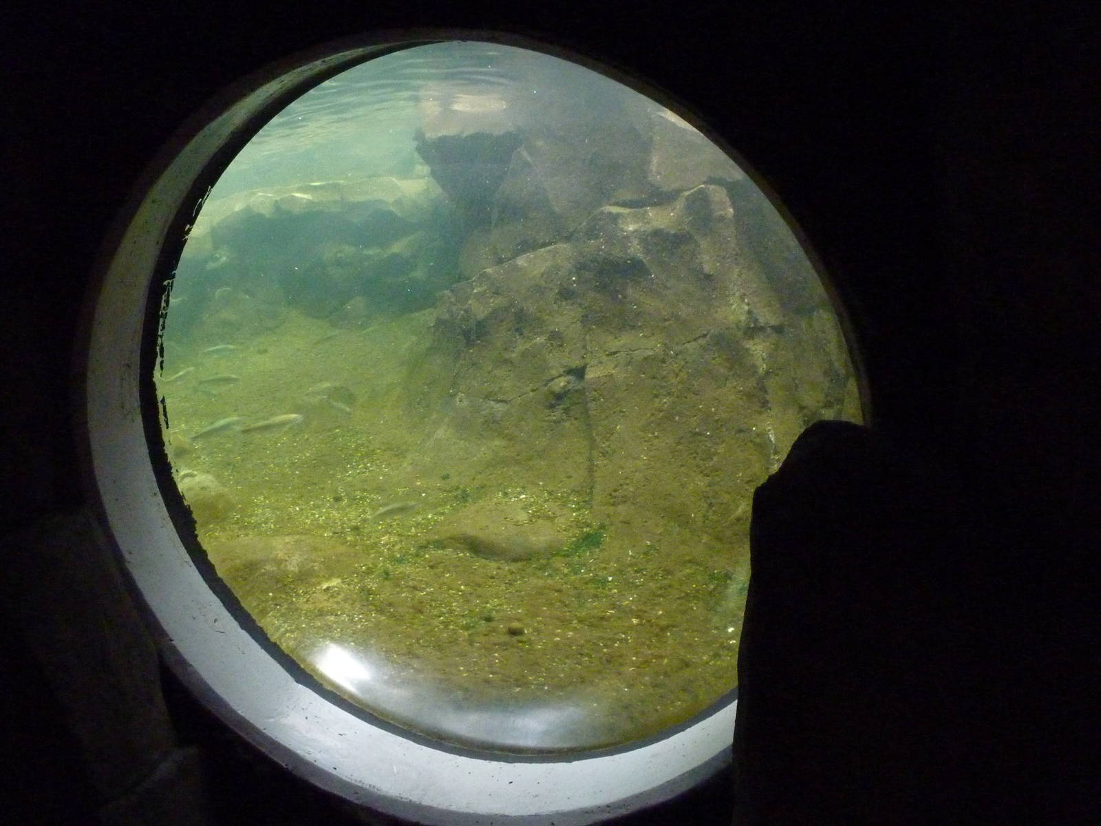 Bald Eagle Aviary - Underwater Viewing