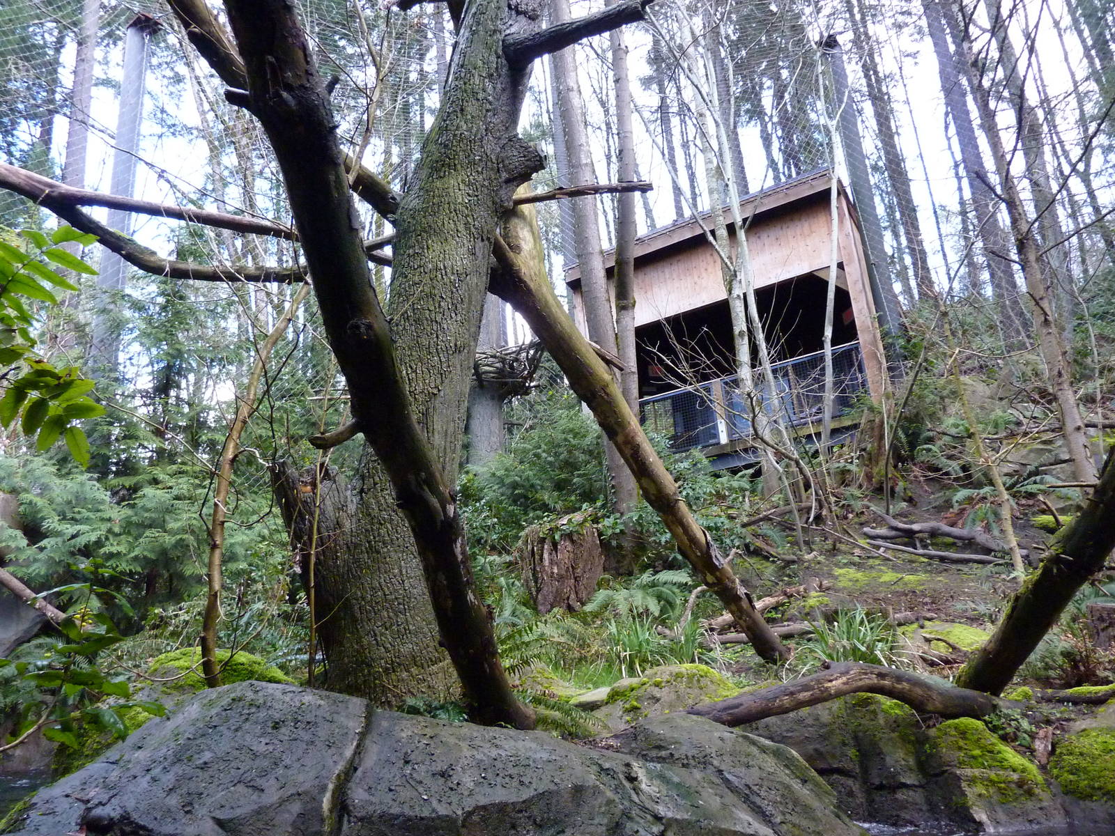 Bald Eagle Aviary - Underwater Viewing