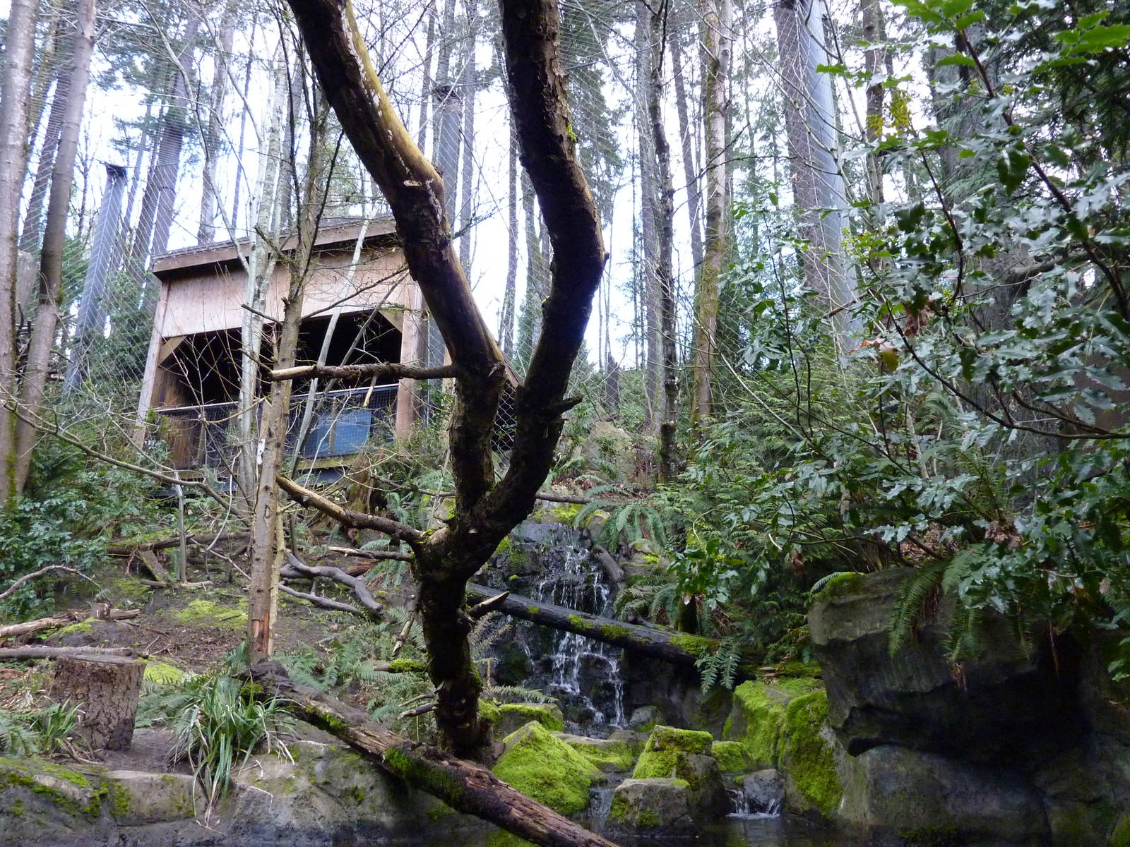 Bald Eagle Aviary - Underwater Viewing
