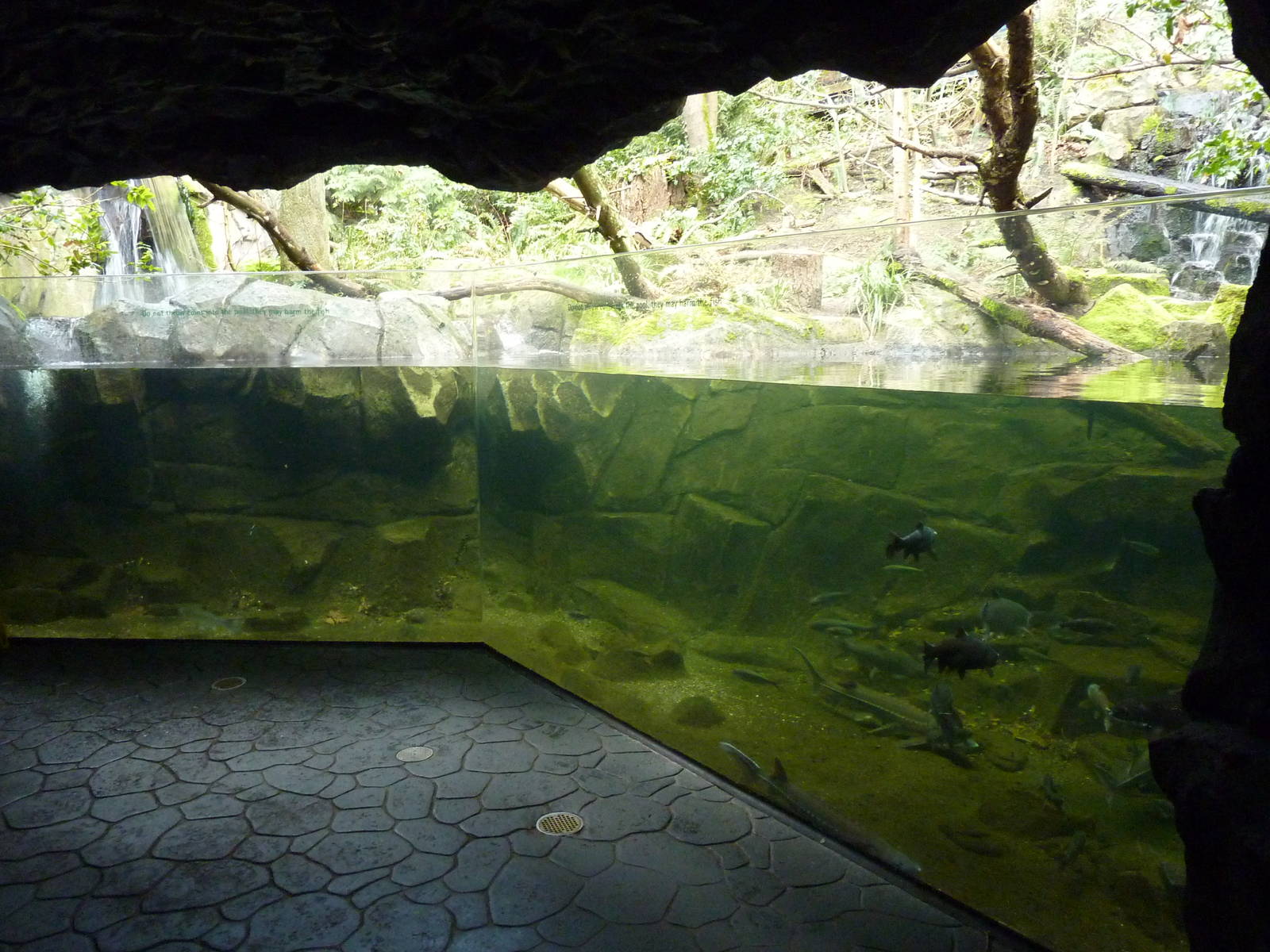 Bald Eagle Aviary - Underwater Viewing