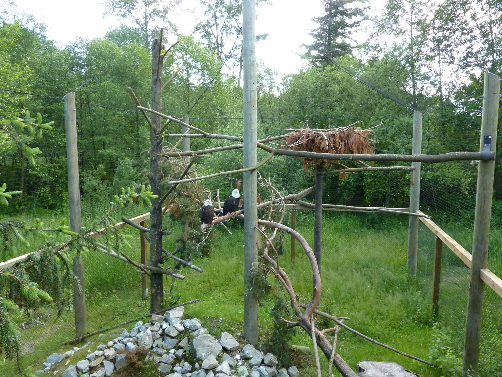 Bald Eagle Aviary