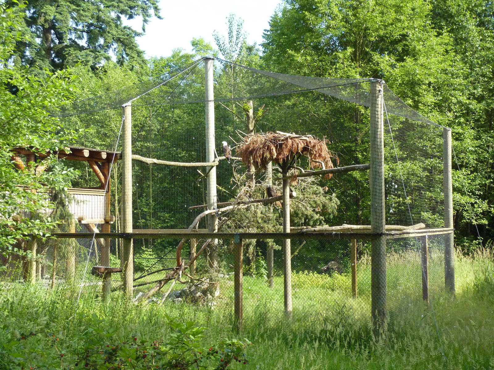 Bald Eagle Aviary