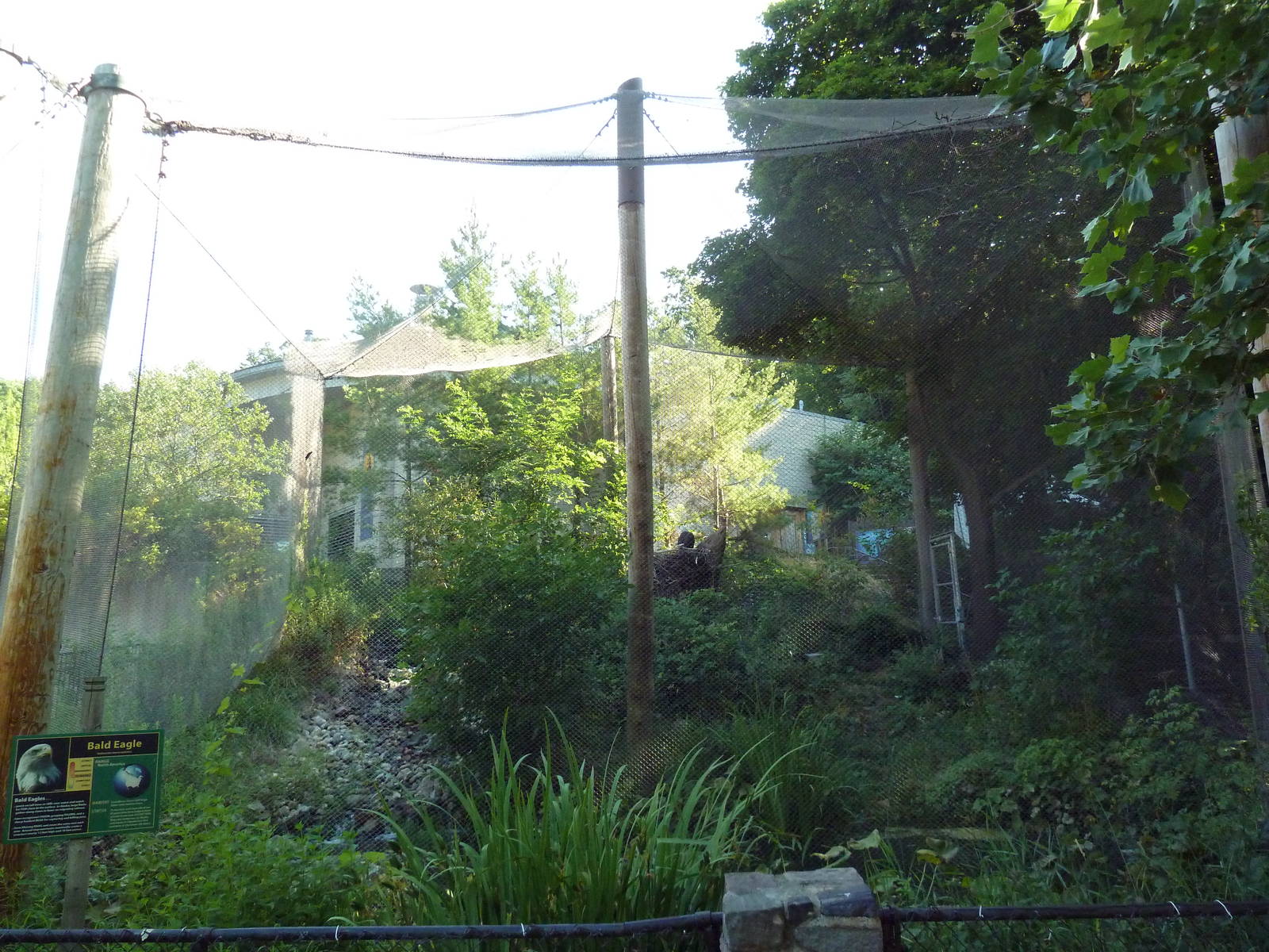 Bald Eagle Aviary