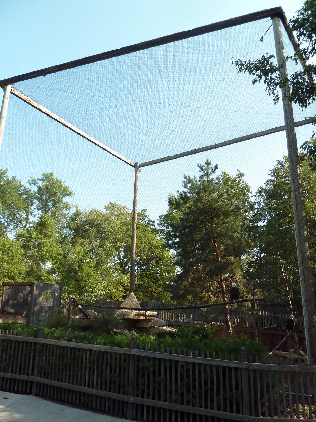 Bald Eagle Aviary