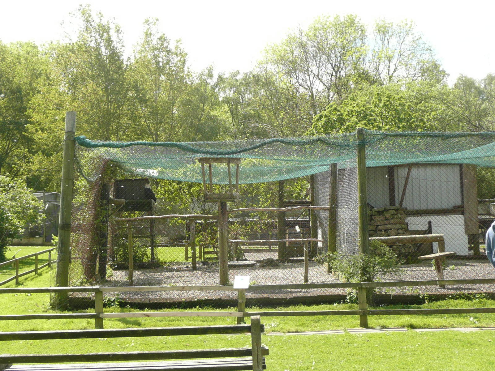 Bald eagle aviary