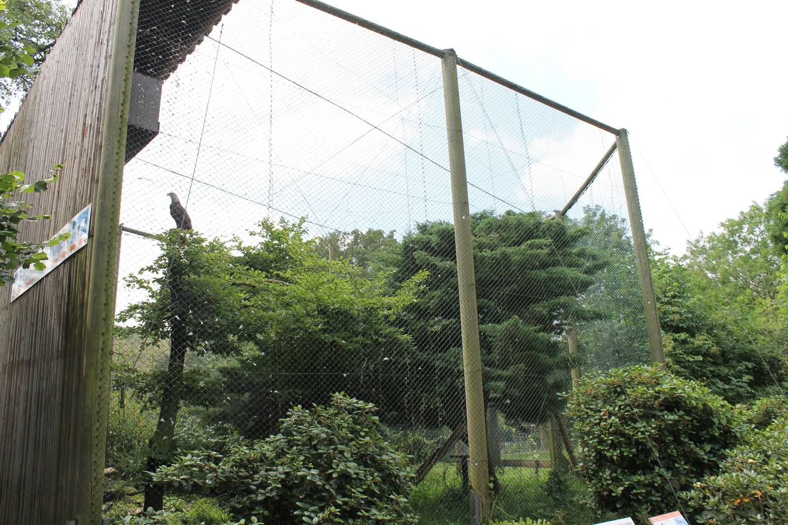 Bald eagle aviary