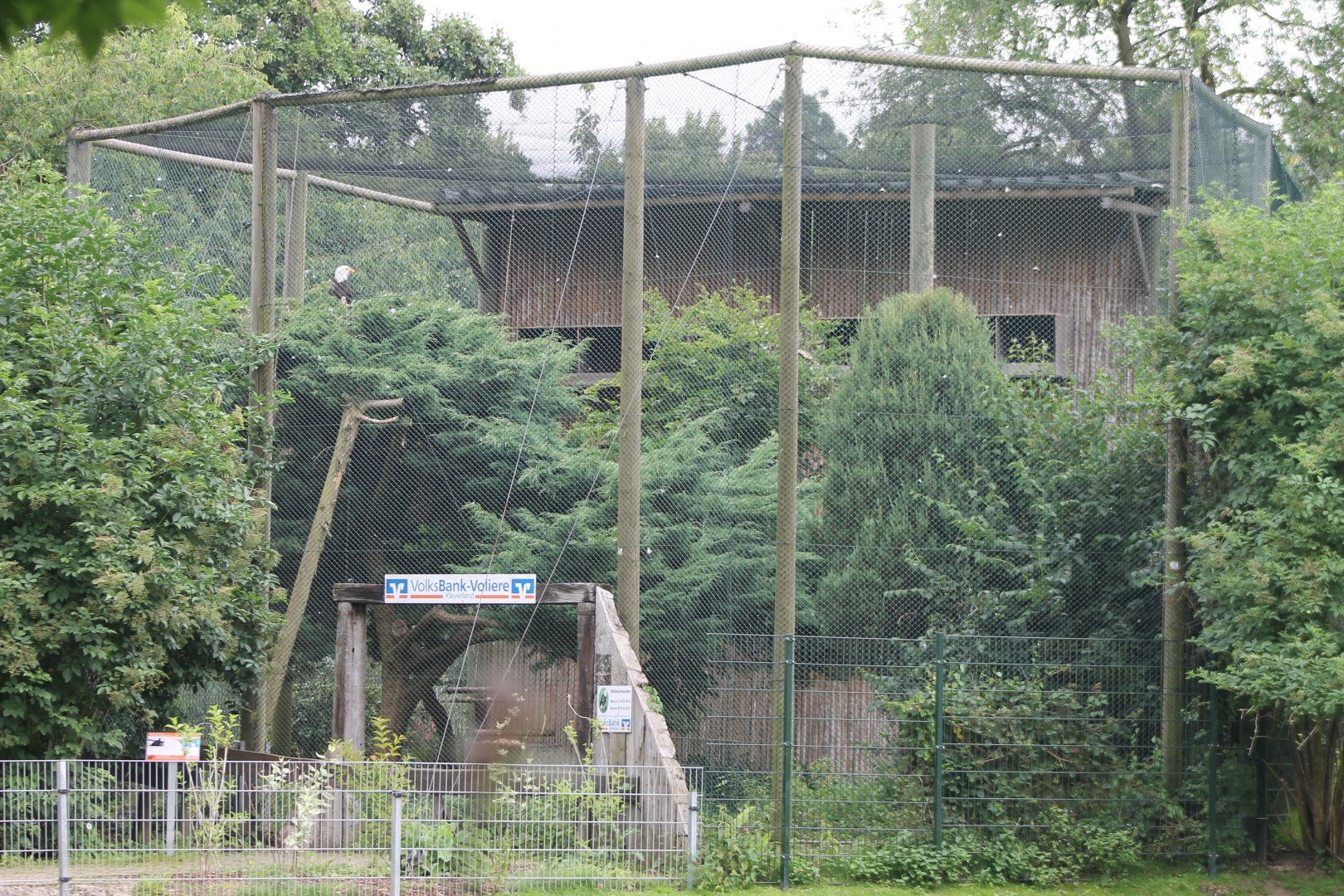 Bald Eagle-aviary
