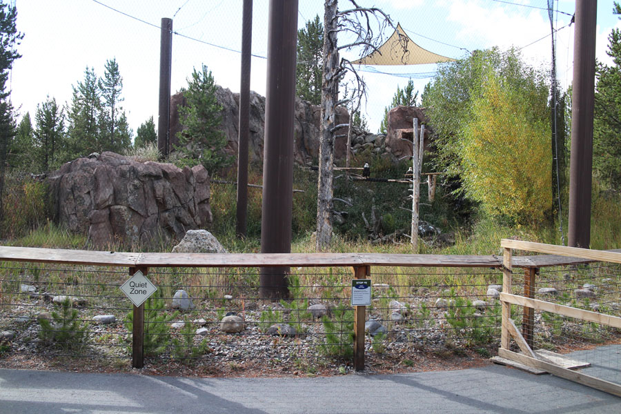 bald eagle aviary