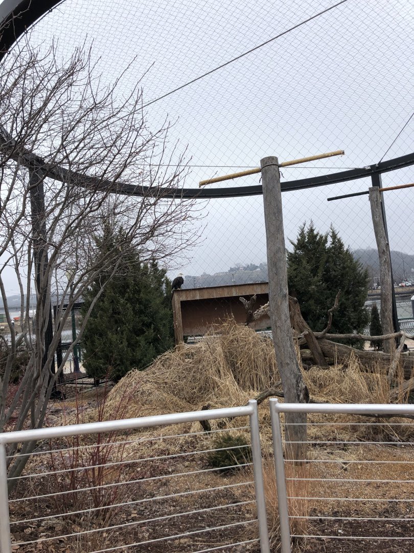 Bald Eagle Aviary