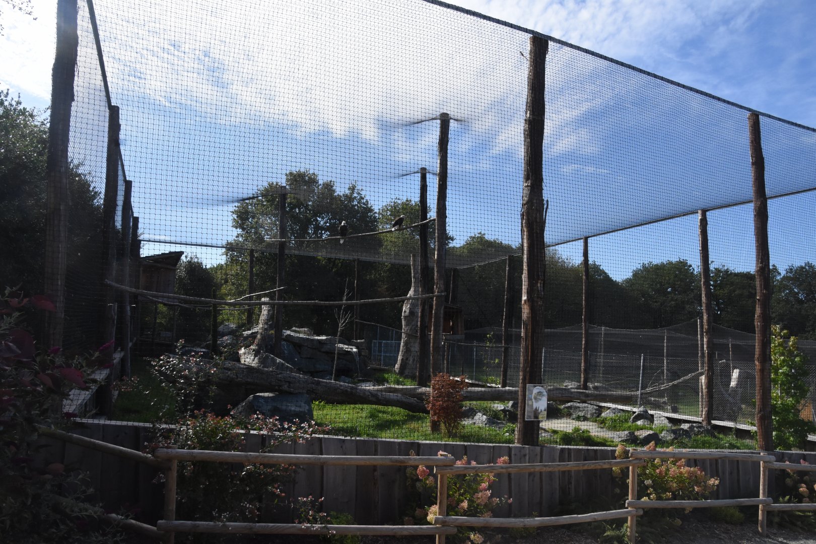 Bald Eagle aviary