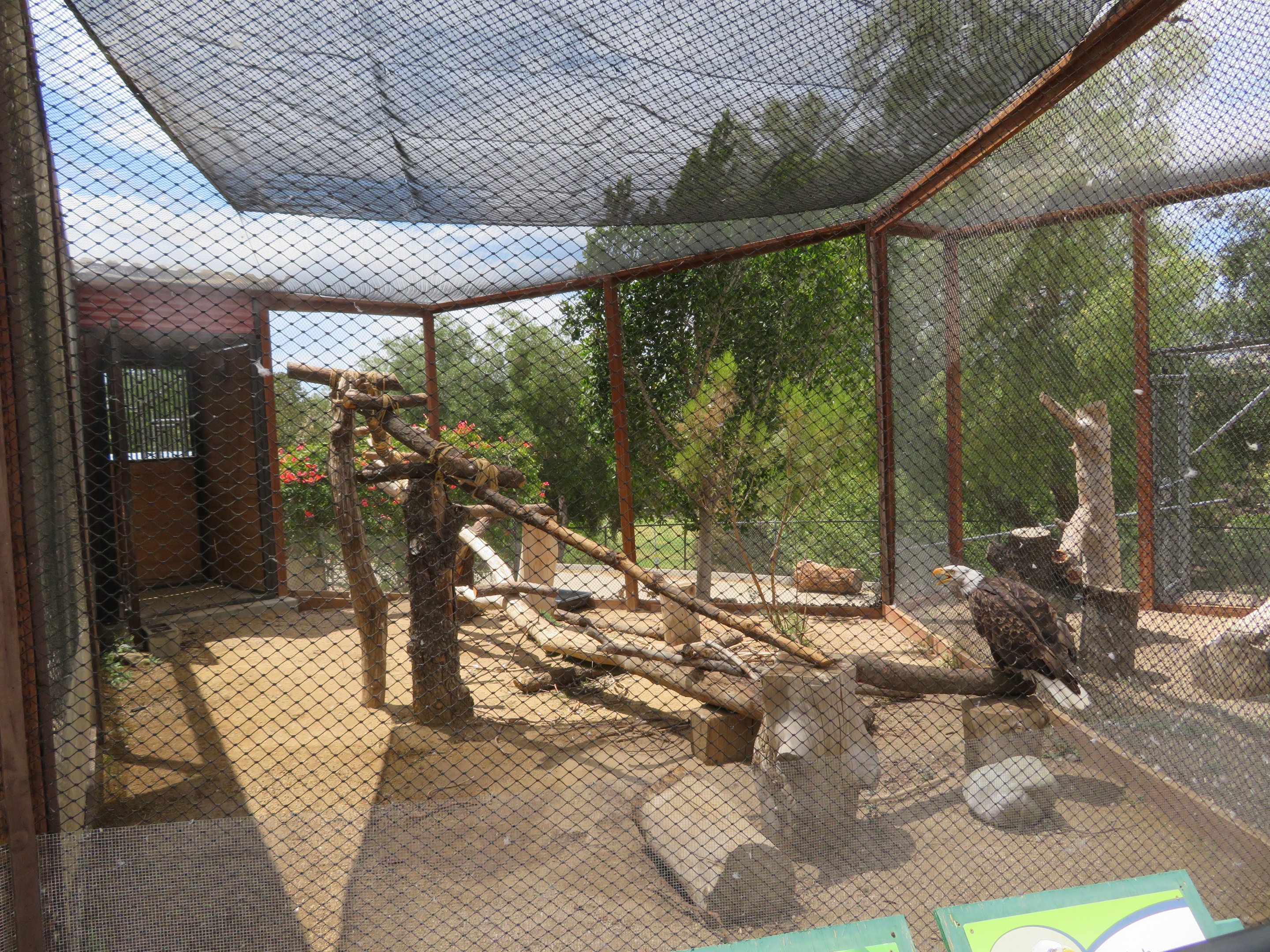 Bald Eagle Aviary