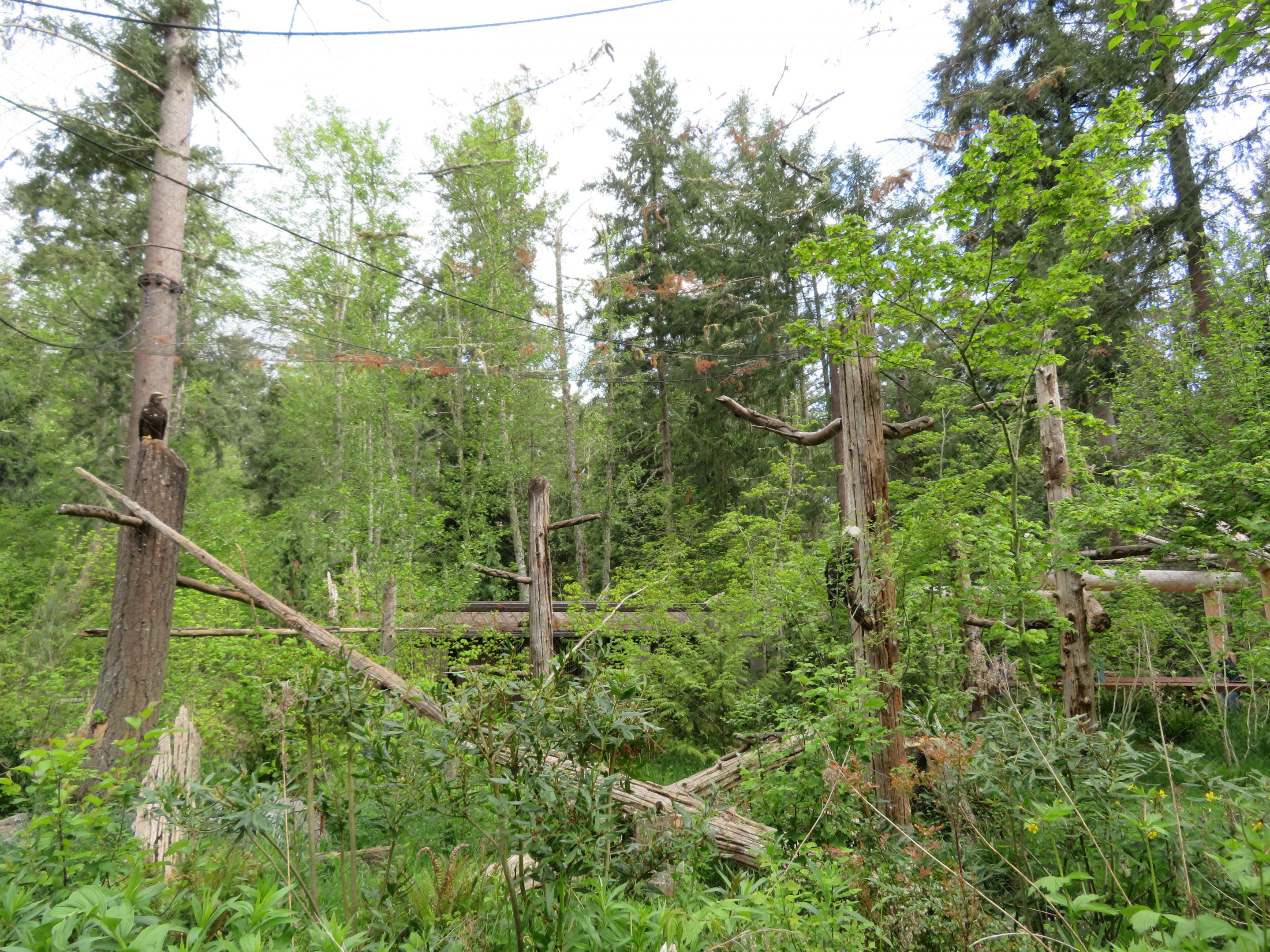 Bald Eagle Aviary
