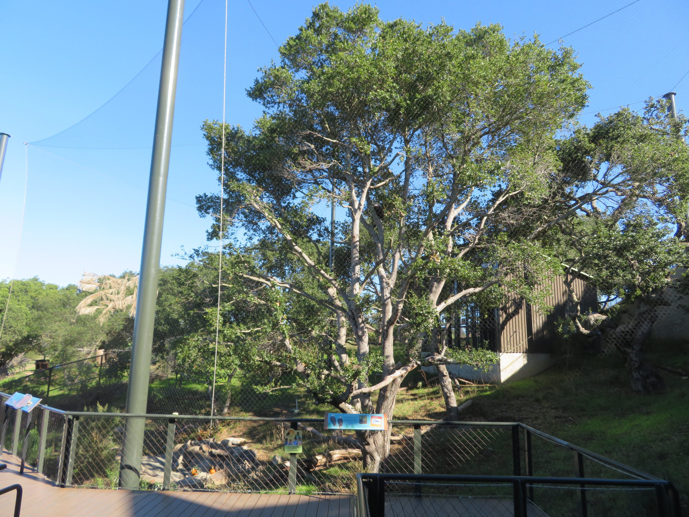 Bald Eagle Aviary