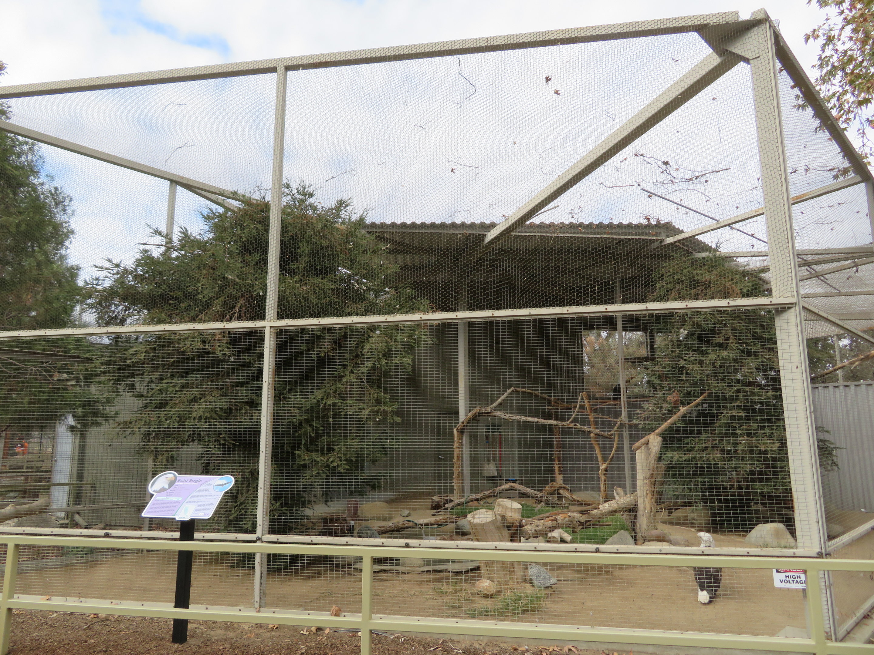 Bald Eagle Aviary