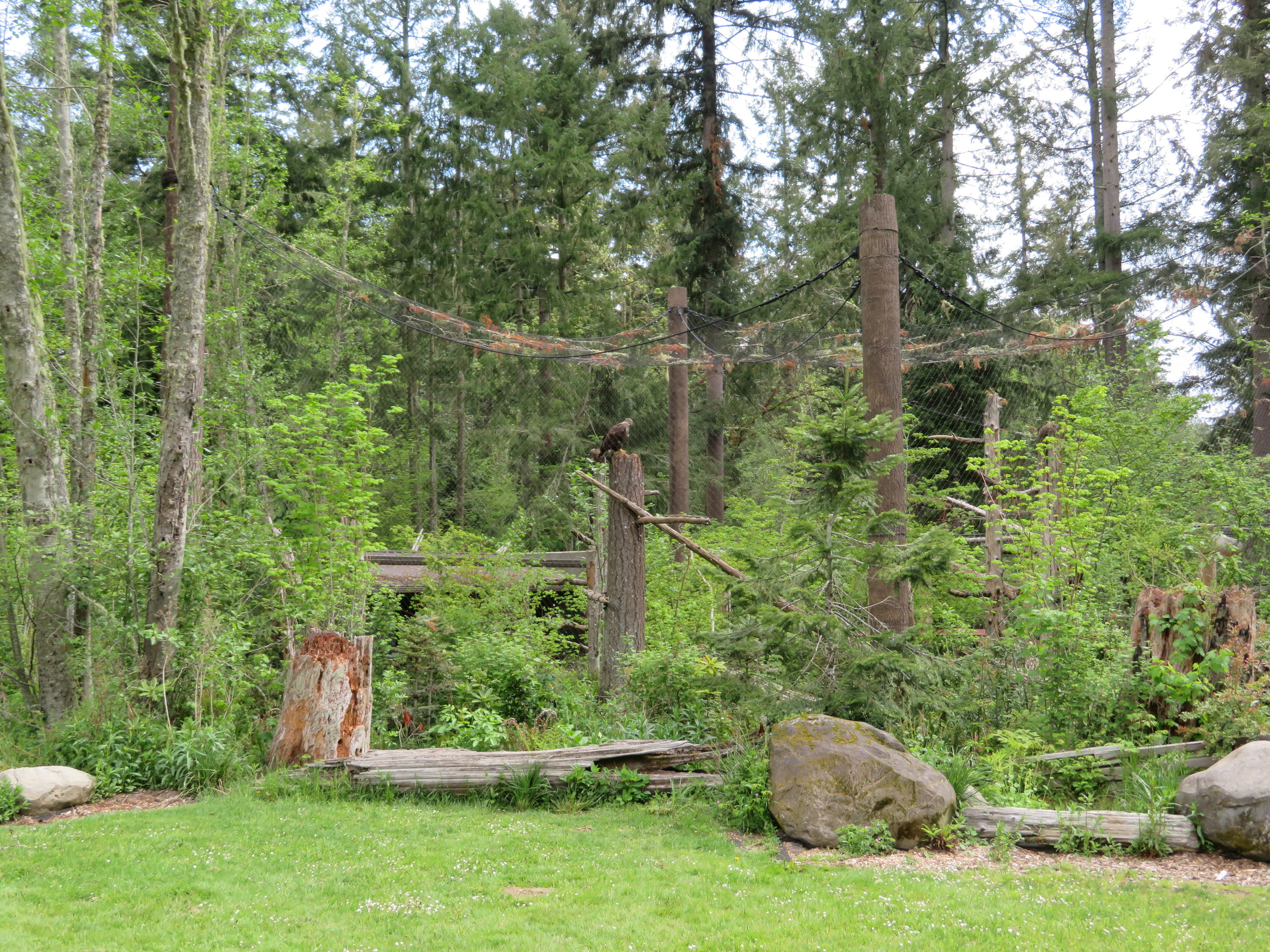Bald Eagle Aviary