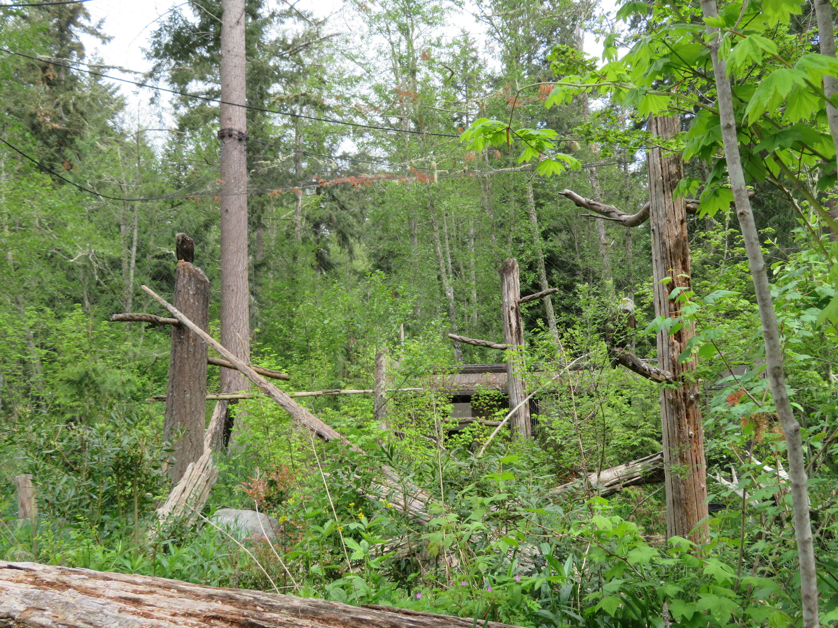 Bald Eagle Aviary