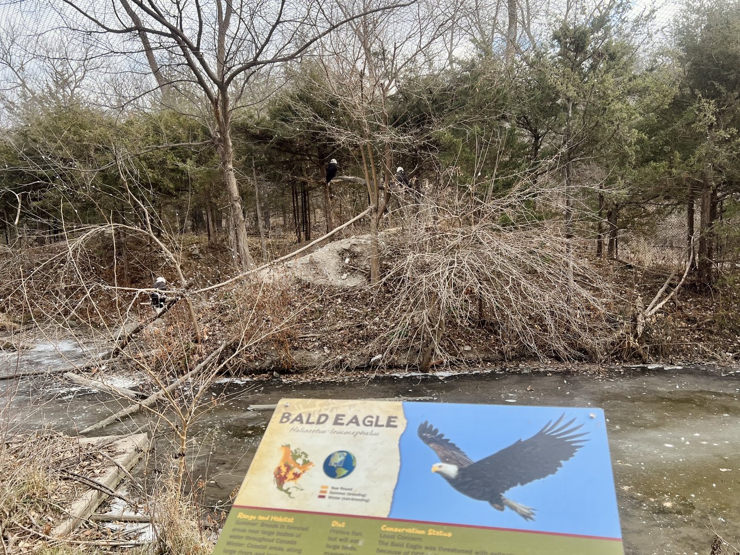 Bald Eagle Aviary
