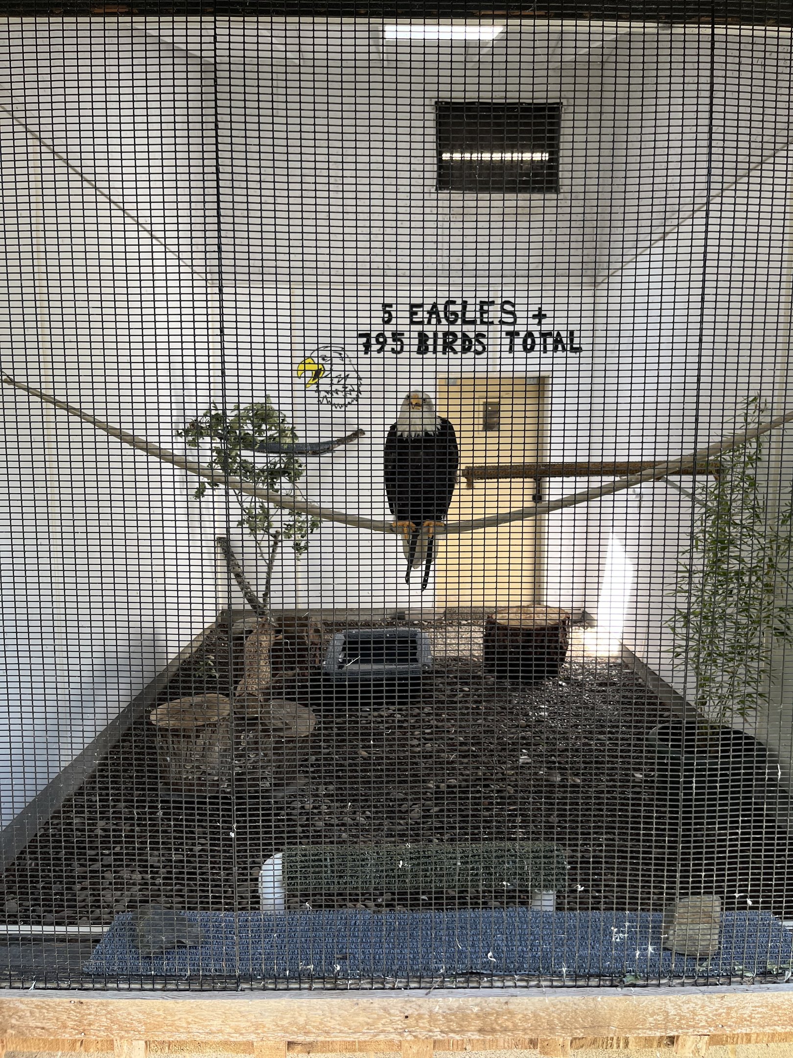 Bald Eagle Aviary