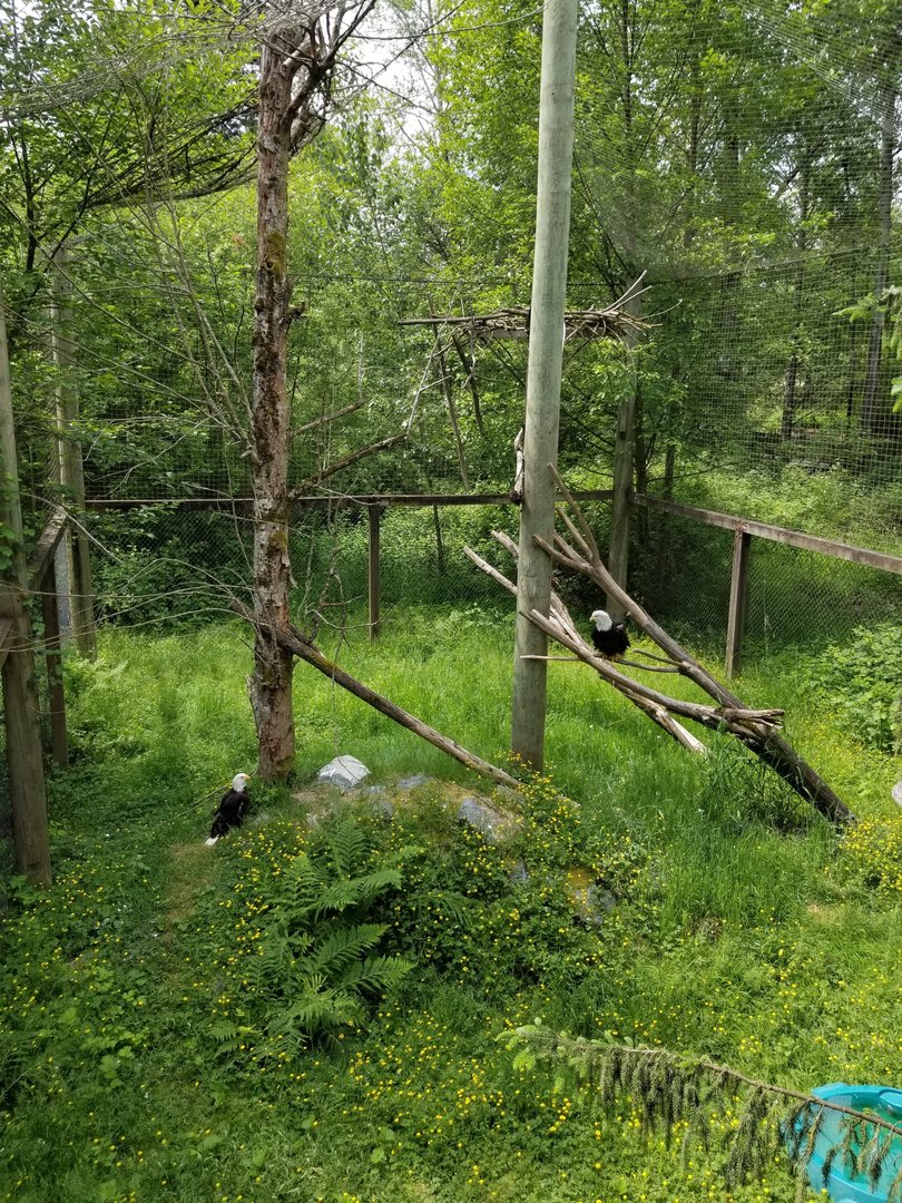 Bald eagle aviary