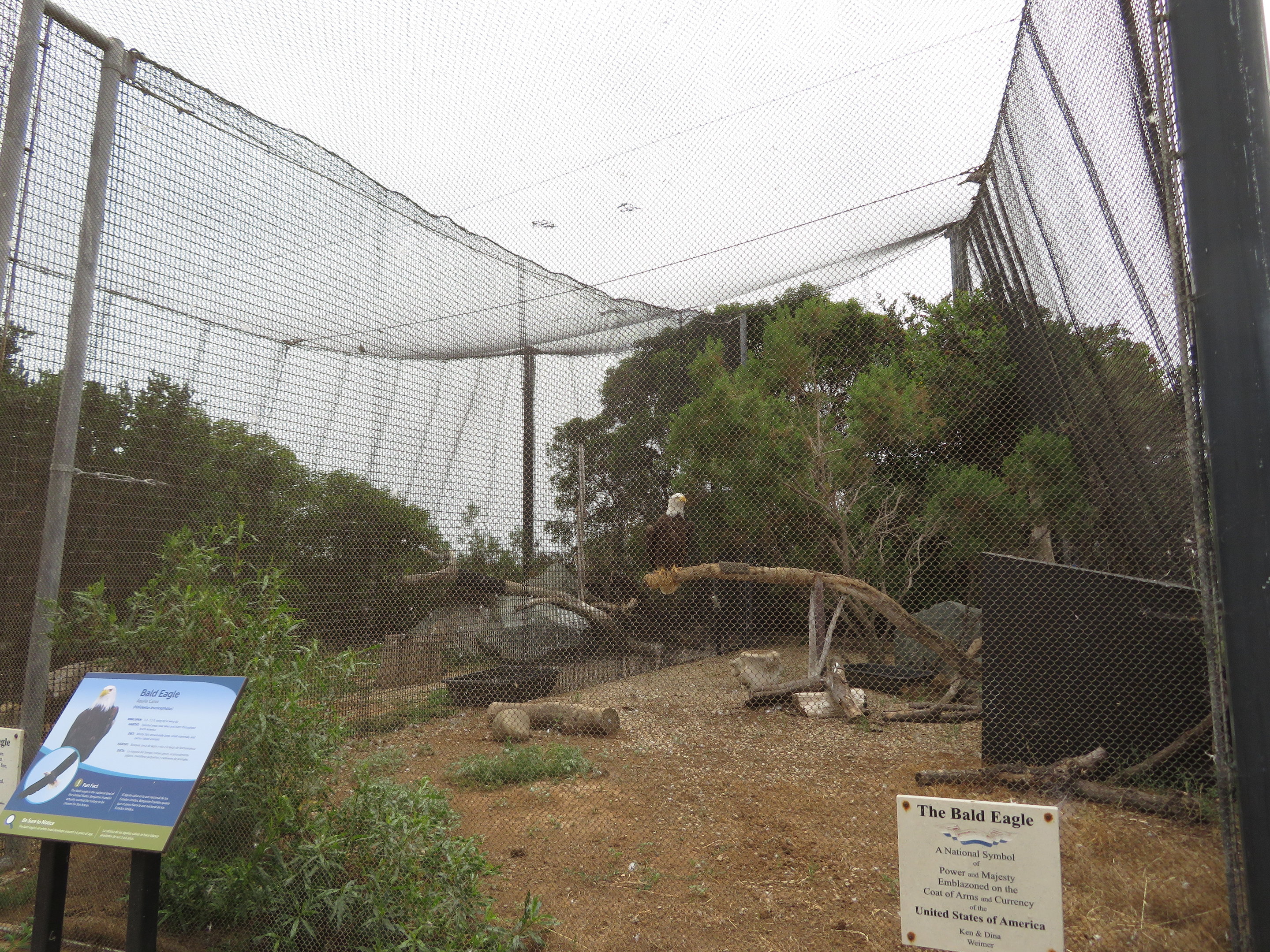 Bald Eagle Aviary