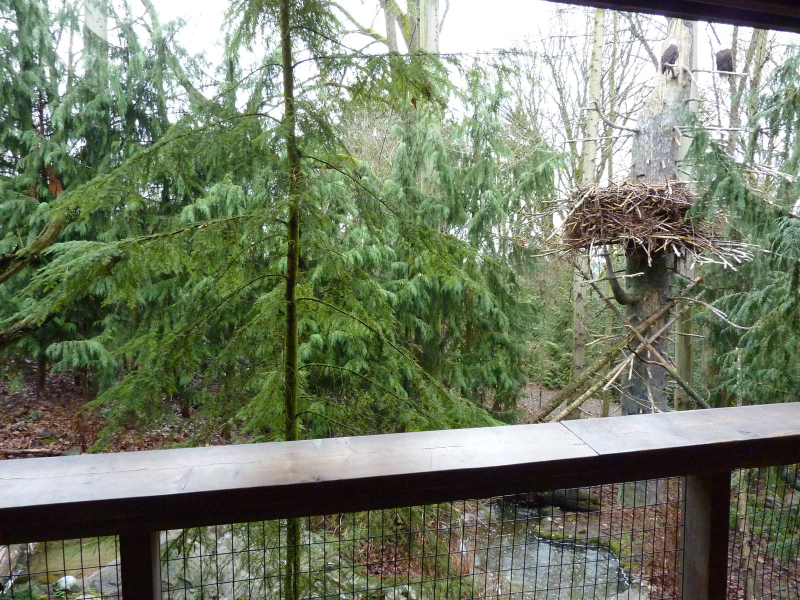 Bald Eagle Aviary