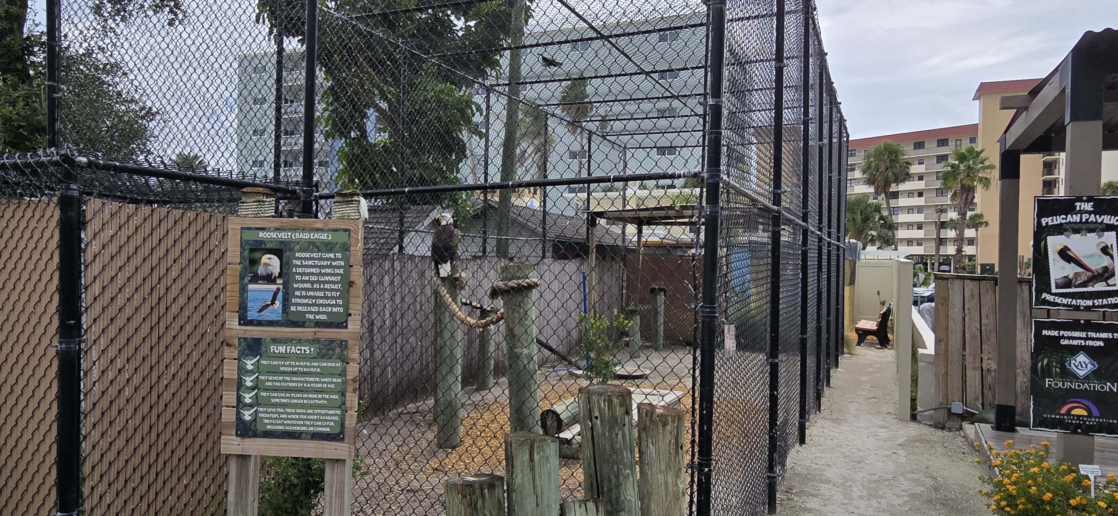 Bald eagle aviary