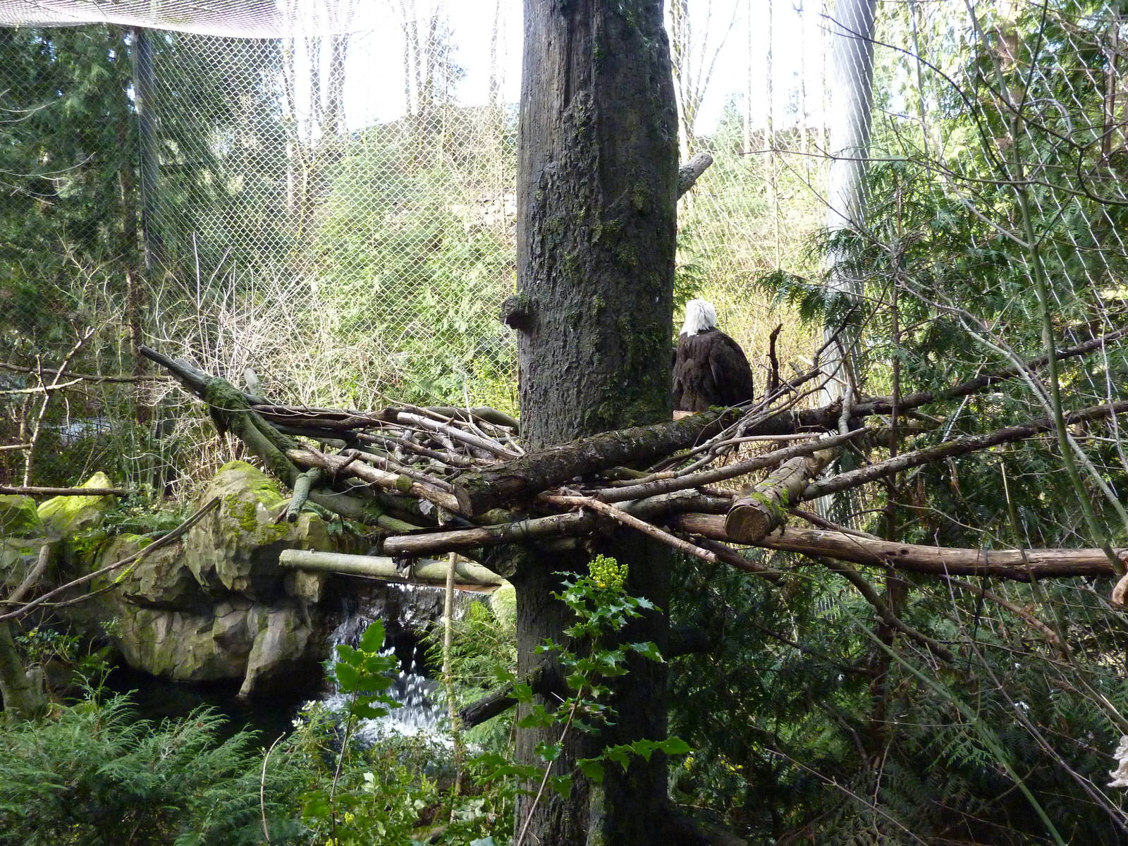 Bald Eagle Aviary