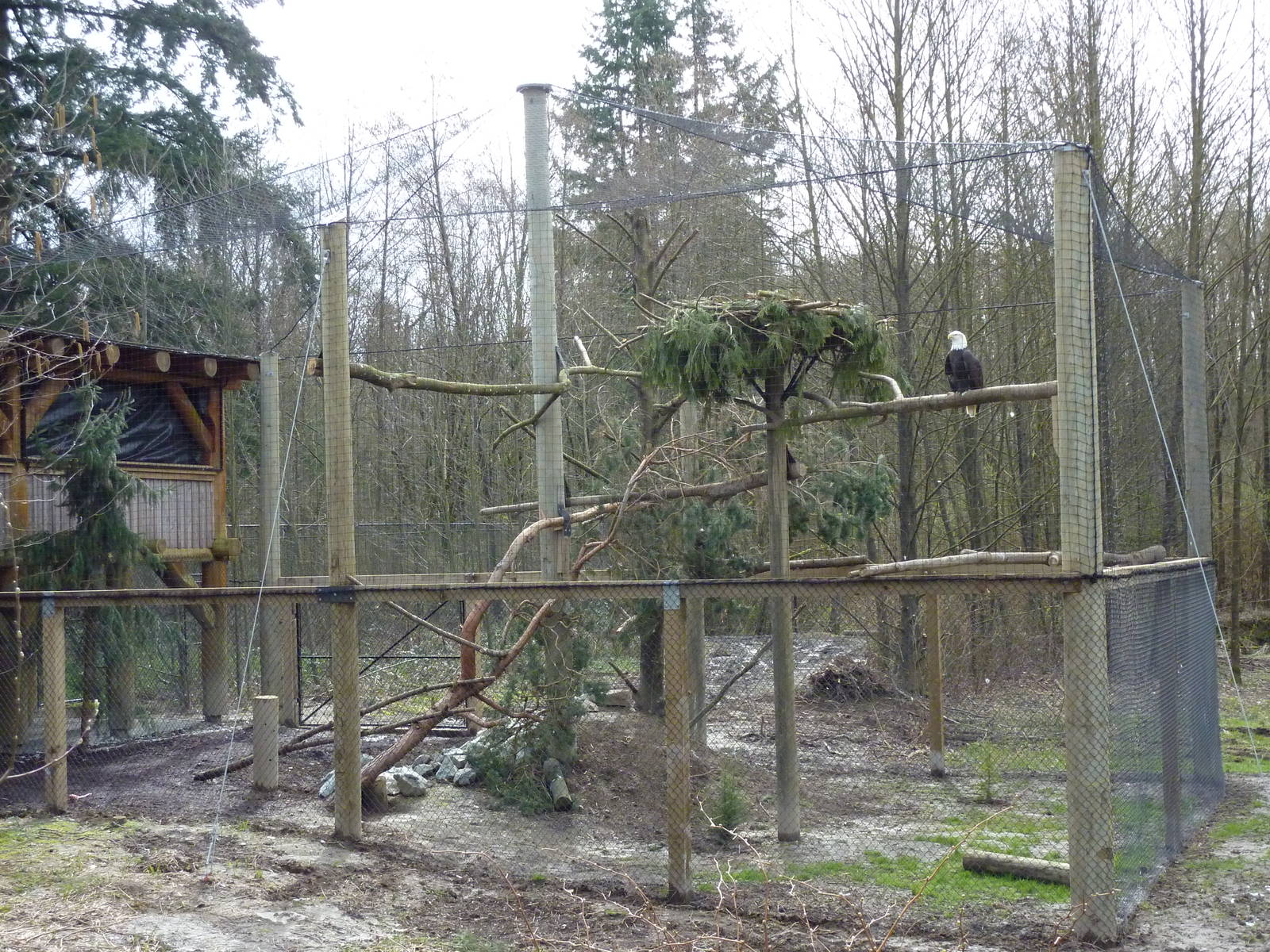 Bald Eagle Aviary