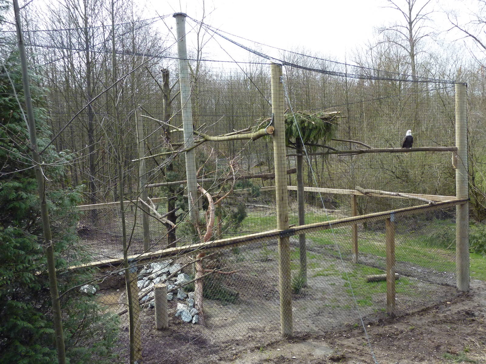 Bald Eagle Aviary