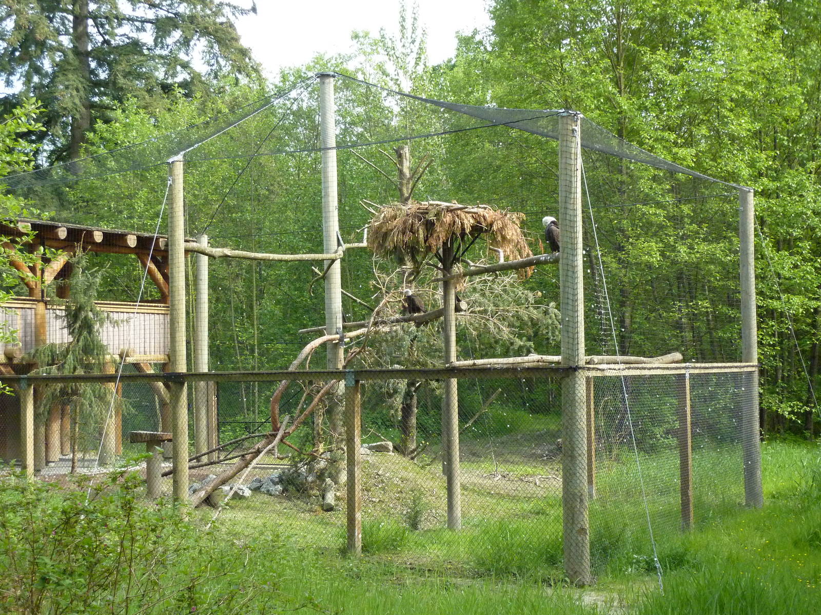 Bald Eagle Aviary