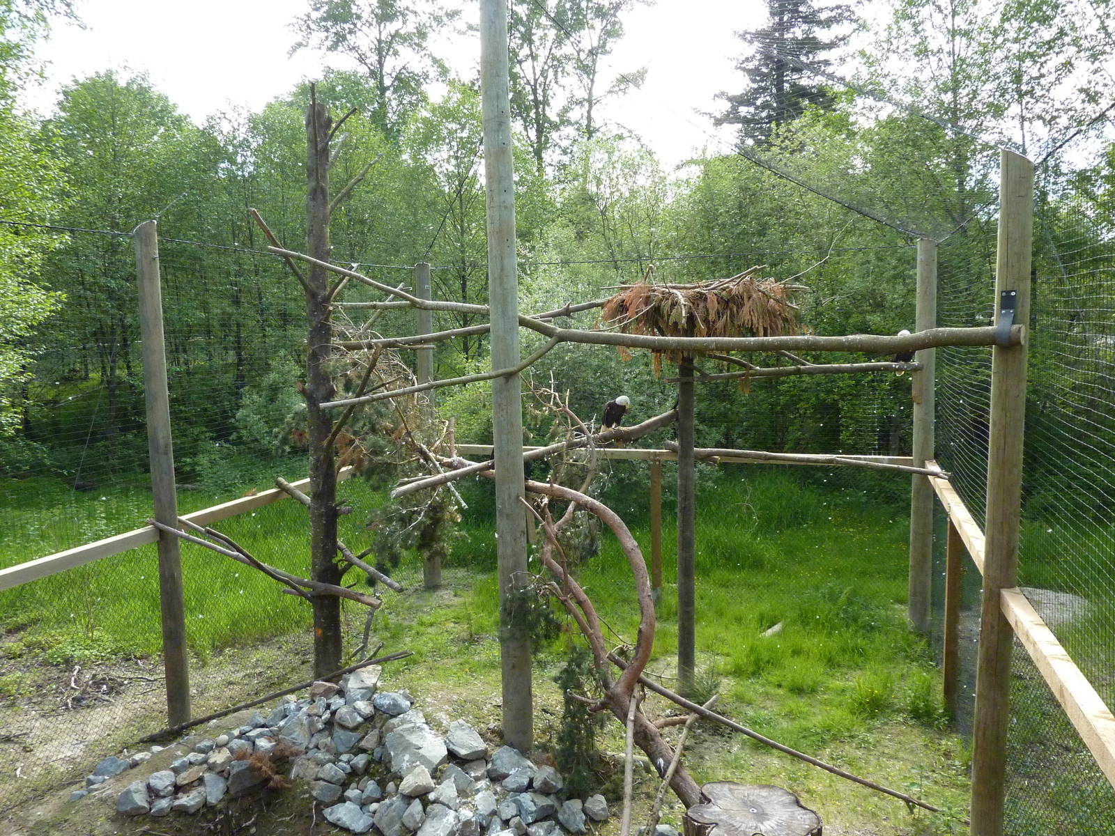 Bald Eagle Aviary