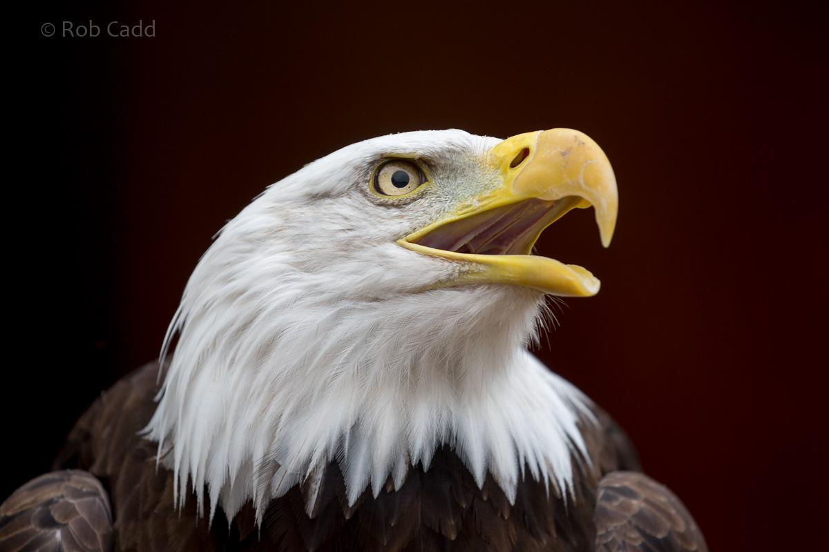 Bald eagle : Banham Zoo : 29 Sep 2017