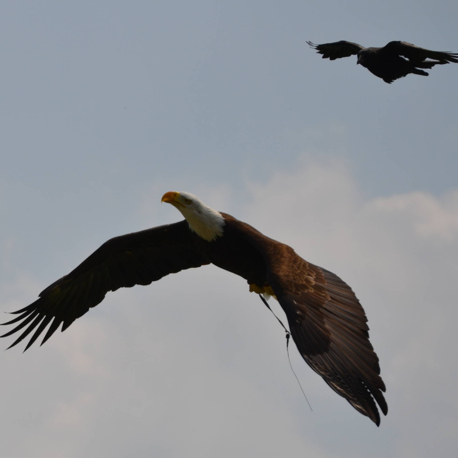Bald eagle being mobbed by crows