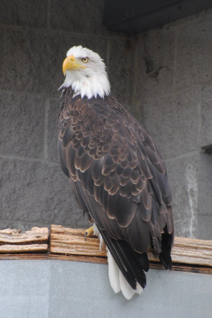 Bald Eagle (birds of prey section)