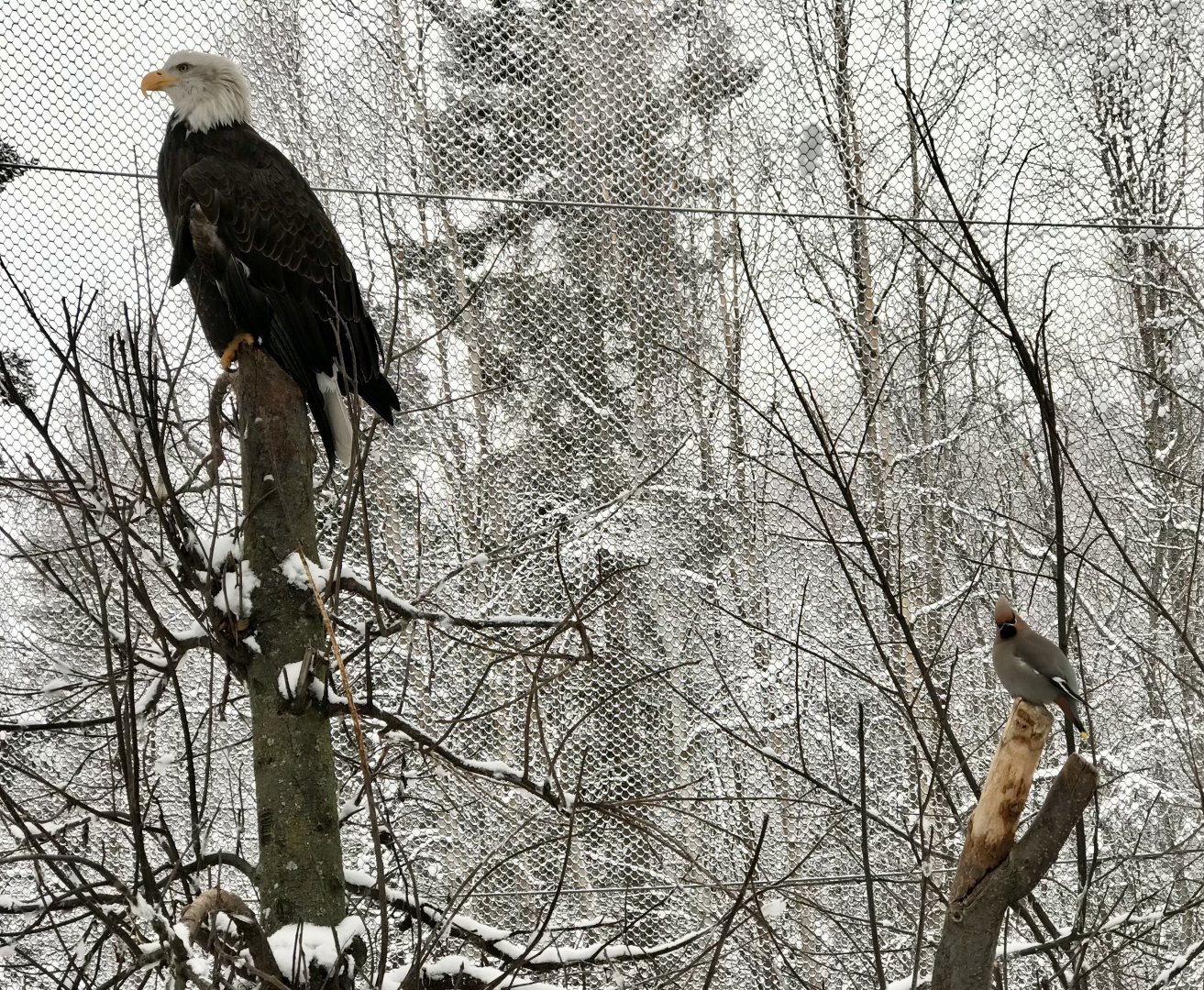 Bald Eagle / Bohemian Waxwing mixed species exhibit
