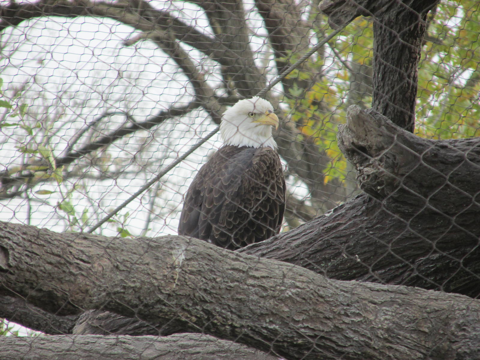 bald eagle brookfield zoo