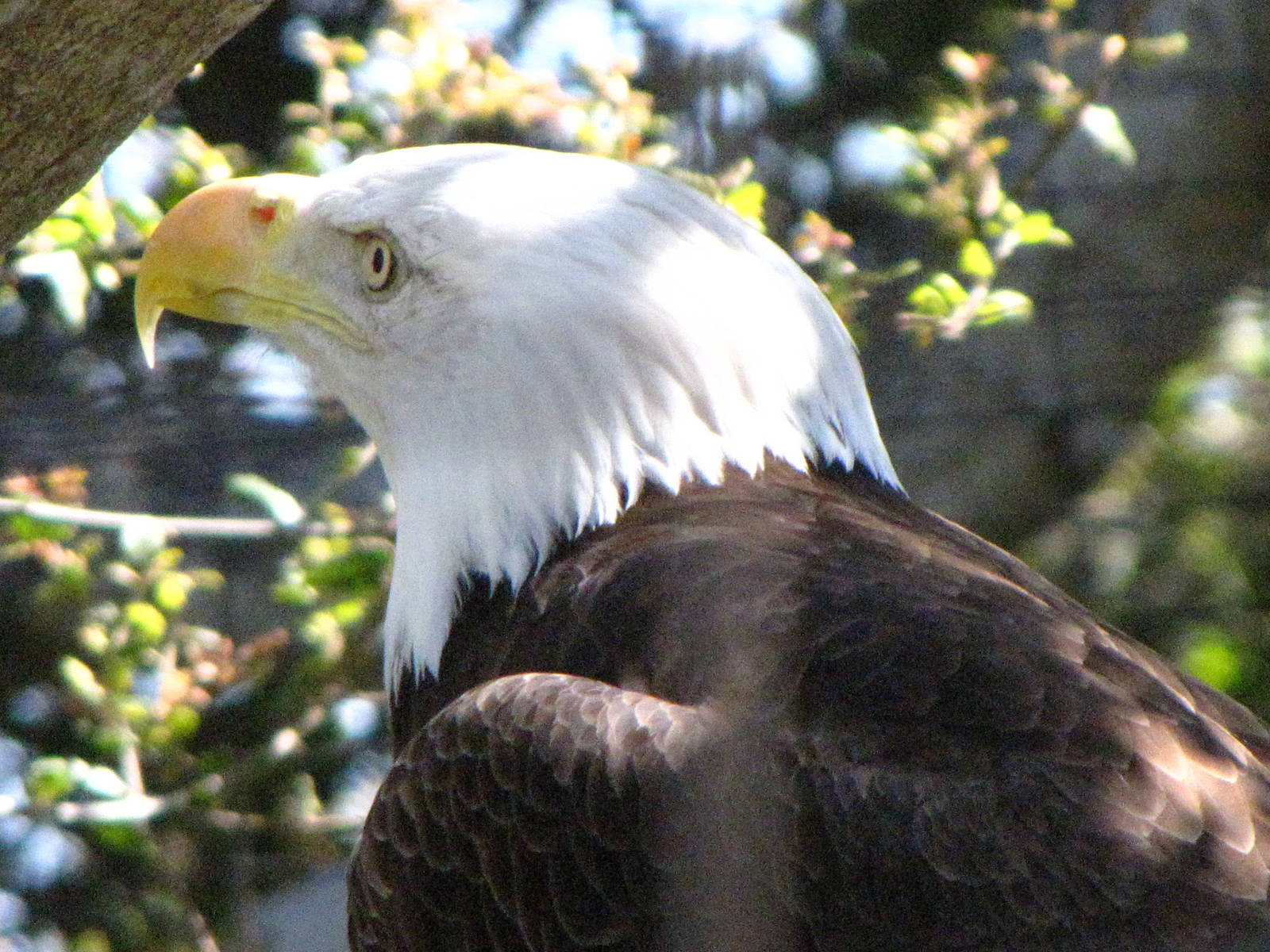 Bald Eagle - California Trails