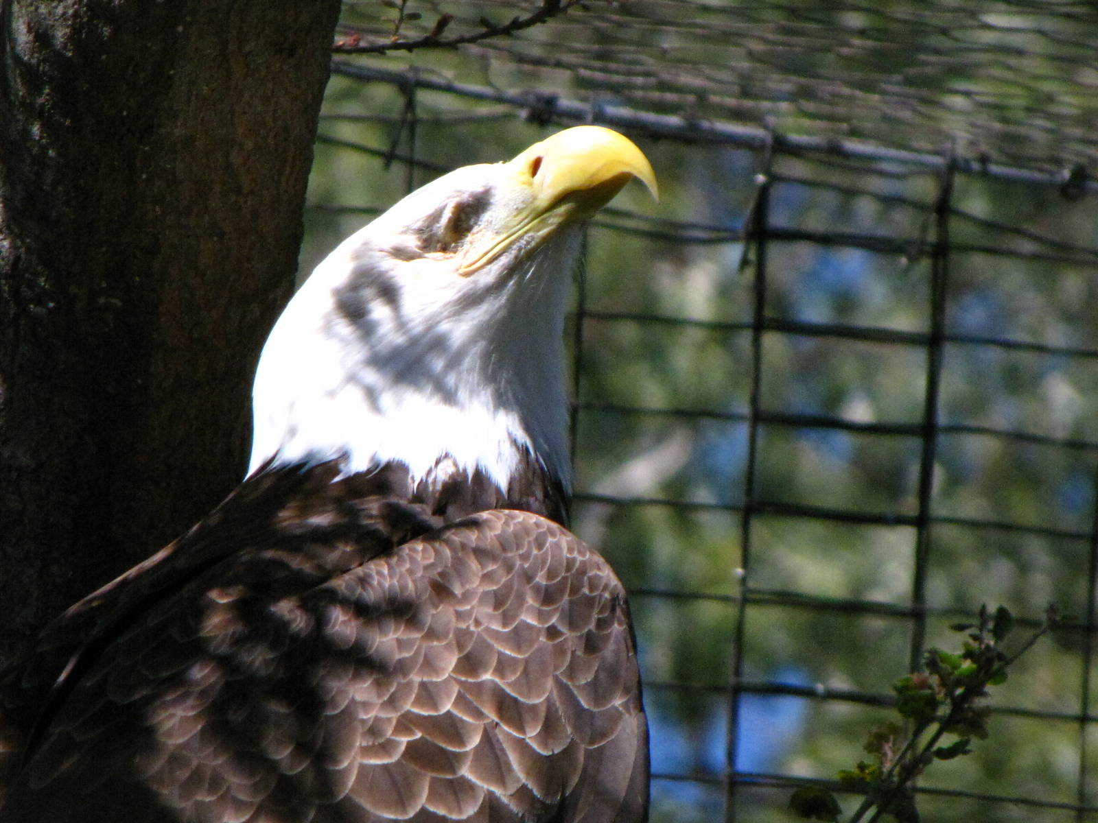 Bald Eagle - California trails