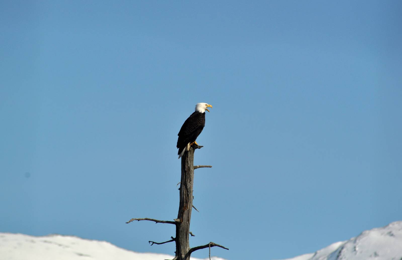 Bald Eagle calling.