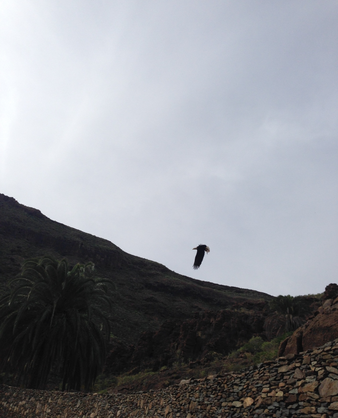 Bald eagle during show 2015