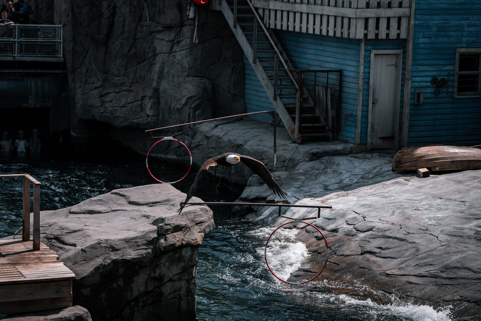 Bald Eagle during show