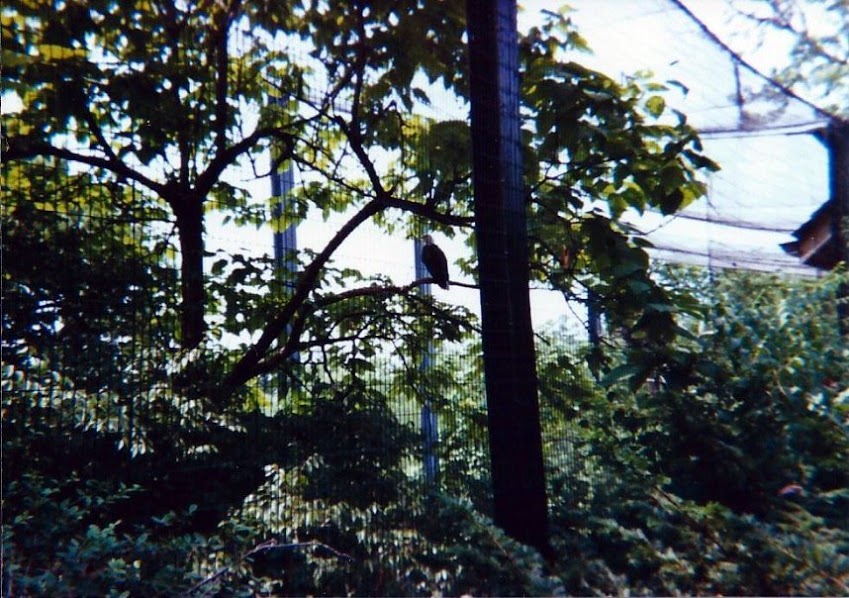 Bald Eagle - Eagle Eyrie - June 2000