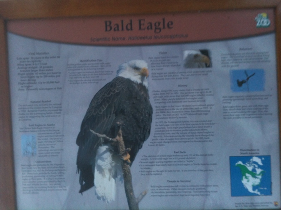 Bald Eagle Educational Sign