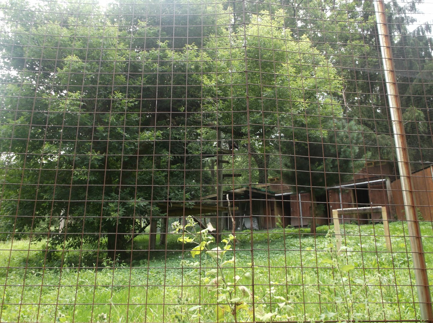 Bald eagle enclosure